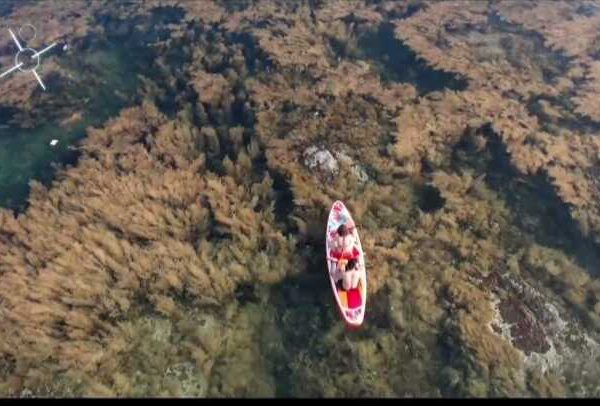 kỳ co eo gió hòn khô