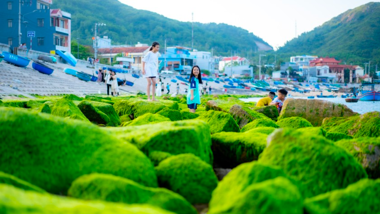 mùa rêu xanh tại làng chài nhơn hải